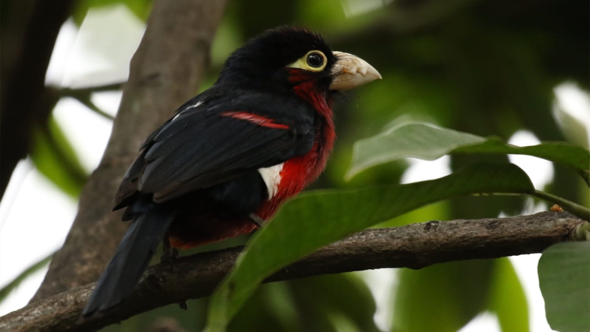 孔德爆炸！哥斯达黎加友谊赛掀翻多特蒙德，战术纪律击溃德甲豪门