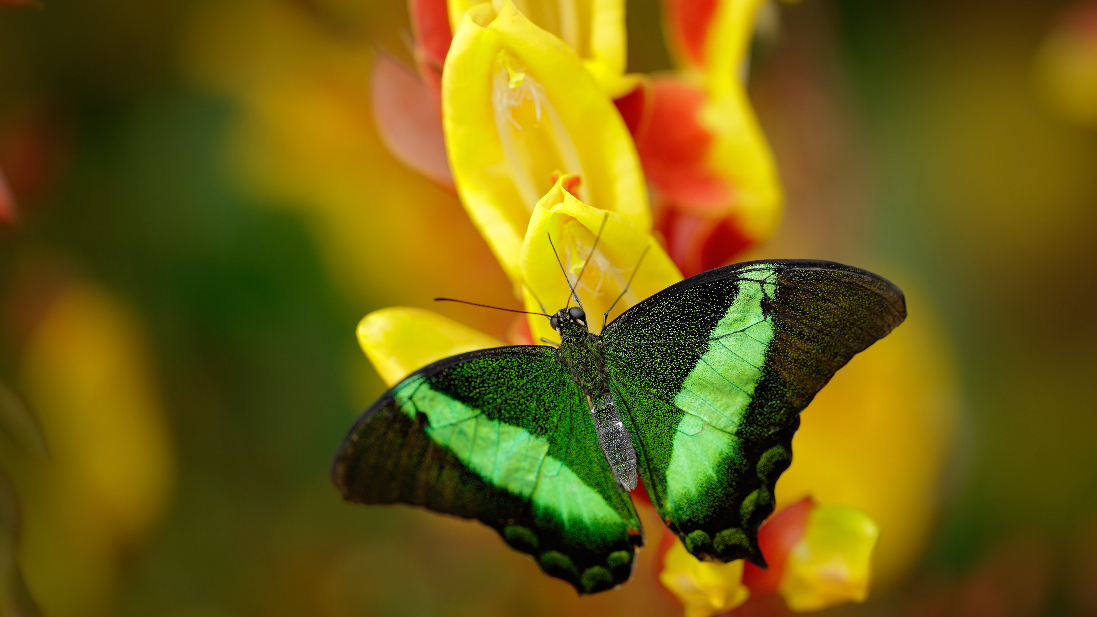 活塞重获新生！范弗利特全能数据引爆争冠战，底特律铁血防守窒息步行者