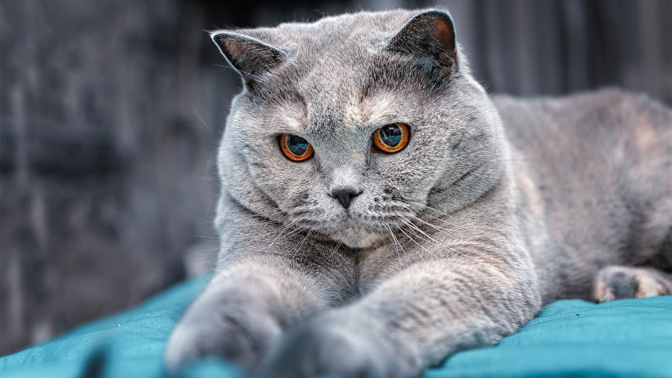 冰雪骑士对阵北欧海盗，2026世界杯焦点战，波兰血拼挪威