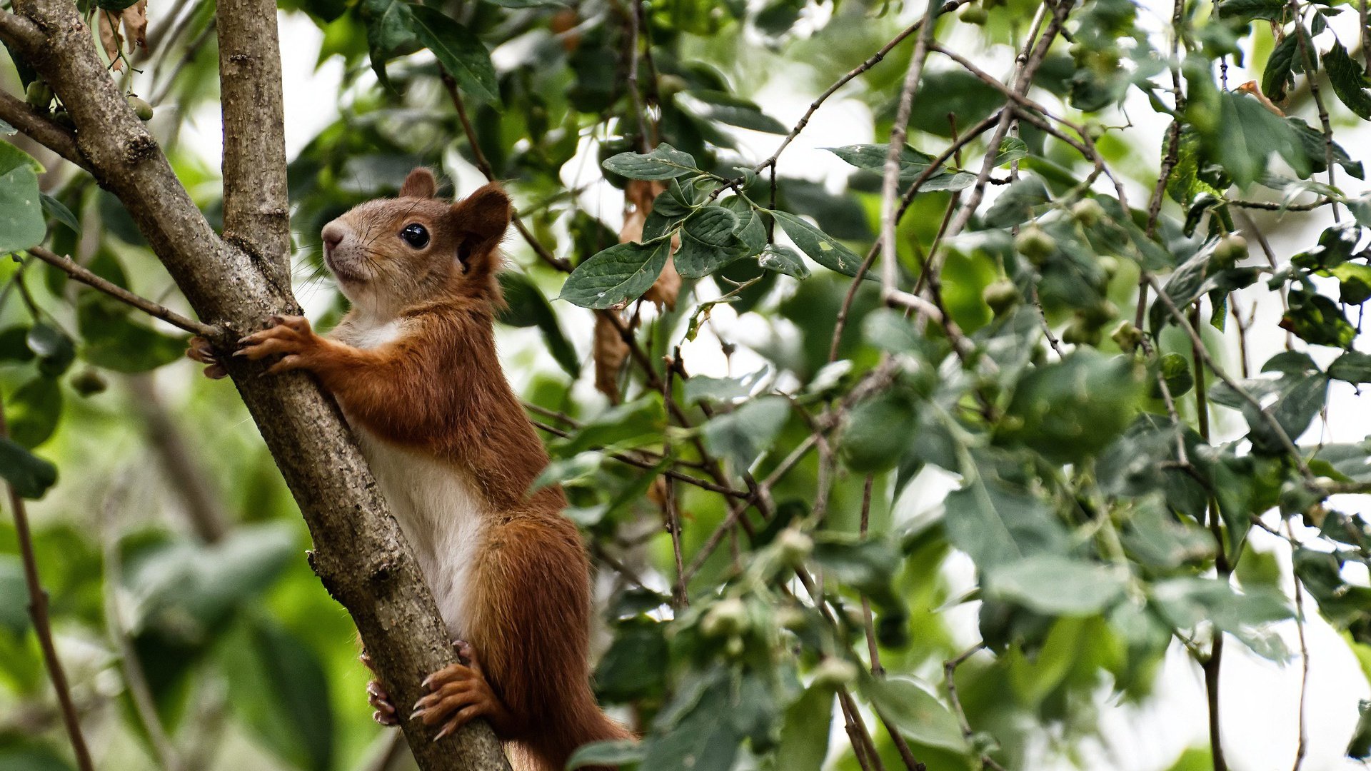 开云体育官方网站-暴雨塞维利亚，非洲雄狮的奥运突围血战