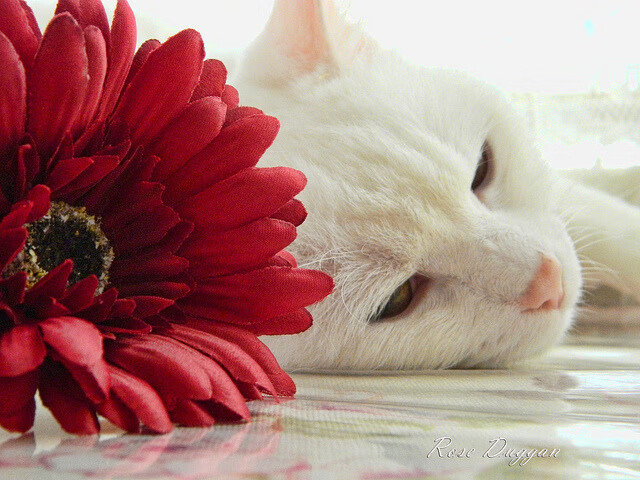 孤勇者阿什拉夫，当拜仁对决AC米兰，一人扛起全队的烽火传奇