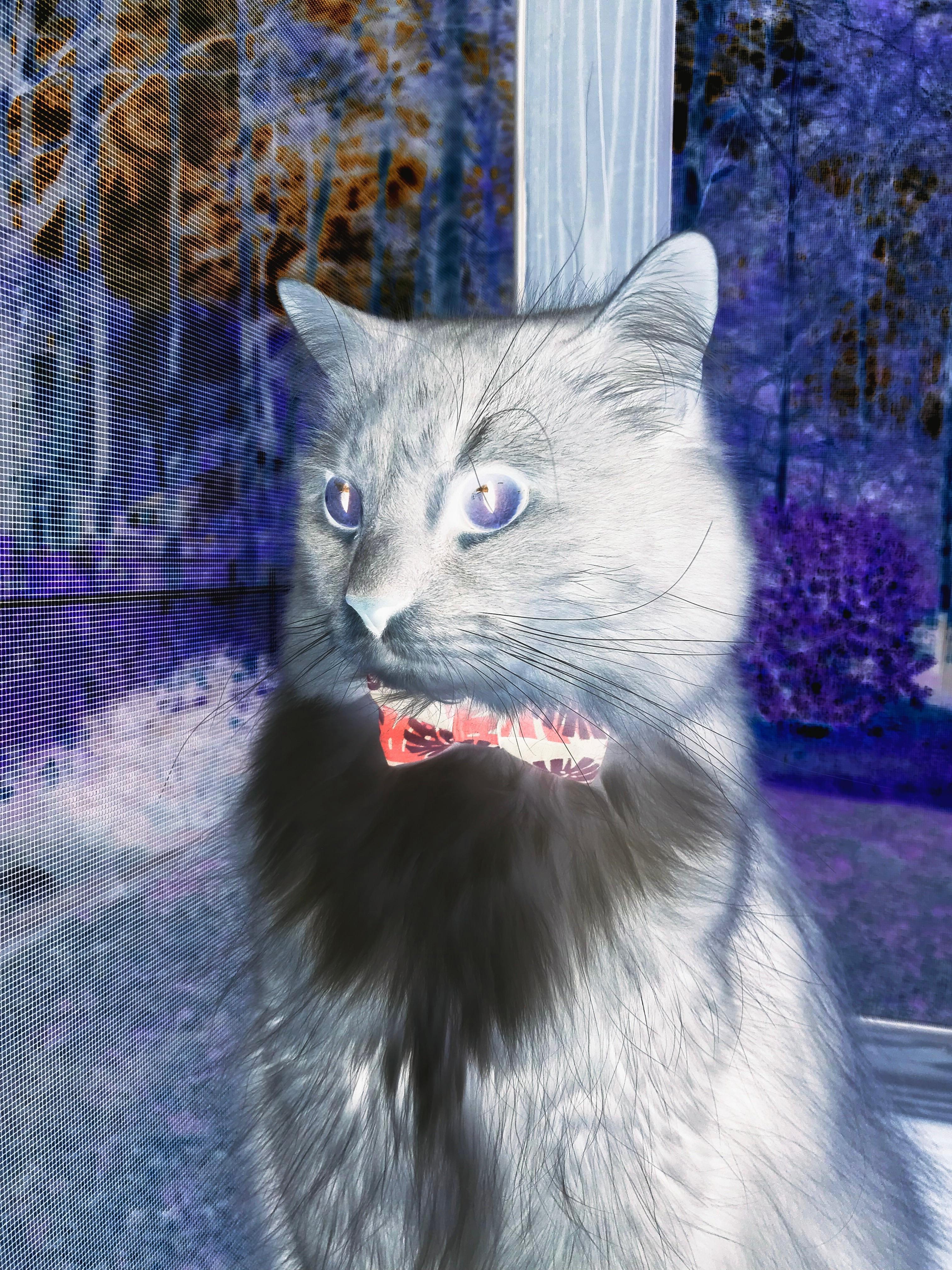 霜刃无声，巴斯托尼的美加墨铁闸之夜