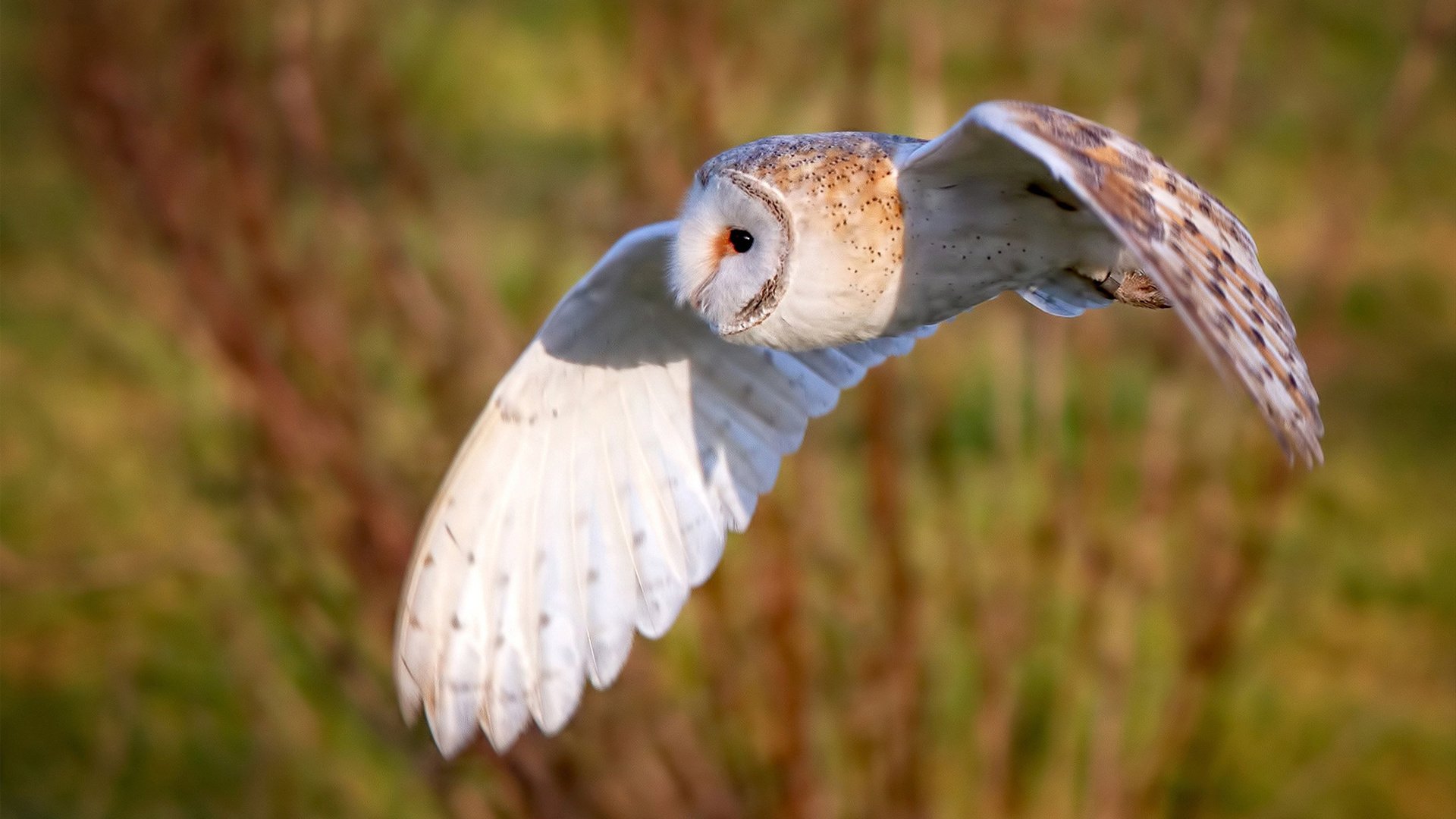开云体育下载-绝境中的英雄，步行者鏖战晋级，利拉德跨界制霸F1街道赛