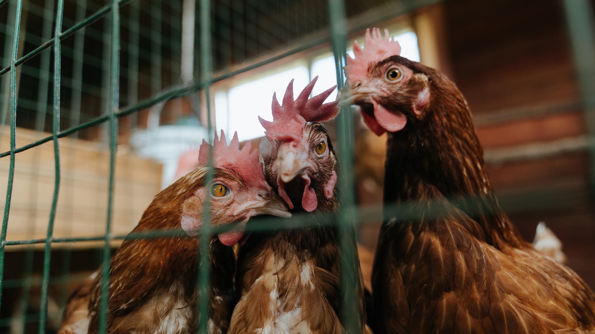 铁骑踏破风城，米切尔执掌权杖