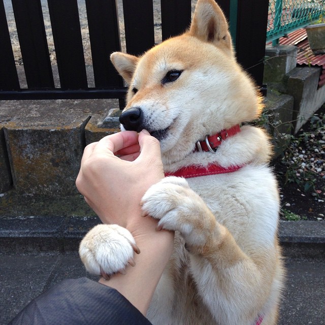 缺席的掌控者,当本泽马的战术幽灵笼罩荷兰险胜巴拉圭之战