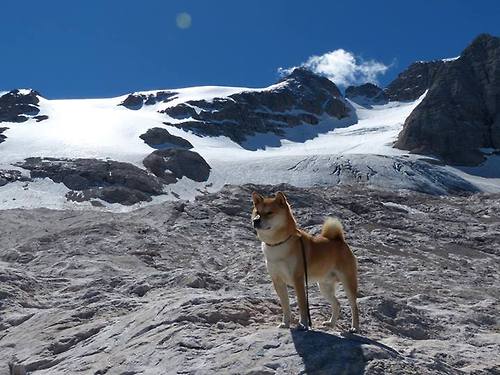 绿茵场上的双重奏,德里赫特高光表现,加拿大硬仗取胜冰岛