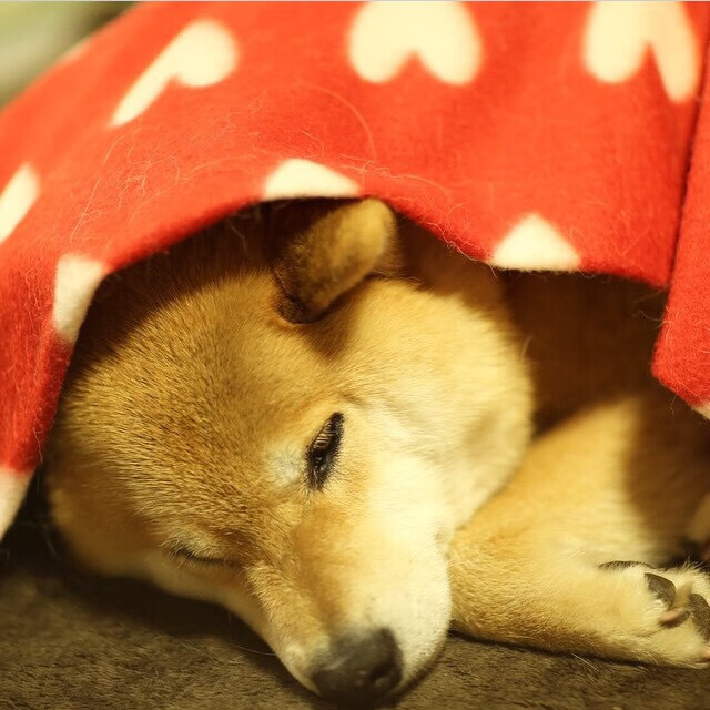 关键先生弗拉霍维奇,智利对阵瑞士友谊赛中的战术支点