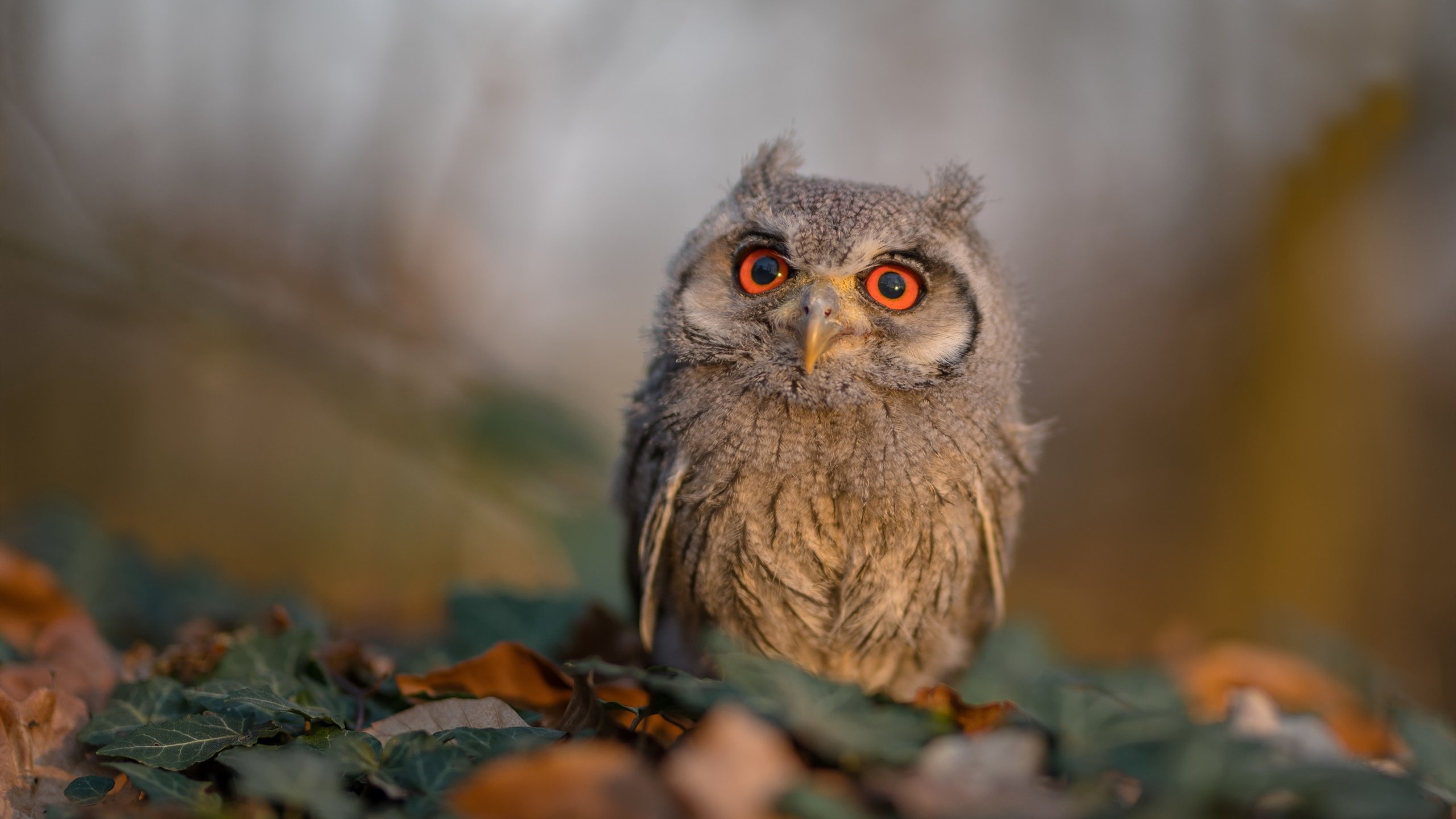 开云体育APP下载-法老的诅咒降临威斯特法伦，当埃及用西甲之矛刺穿大黄蜂