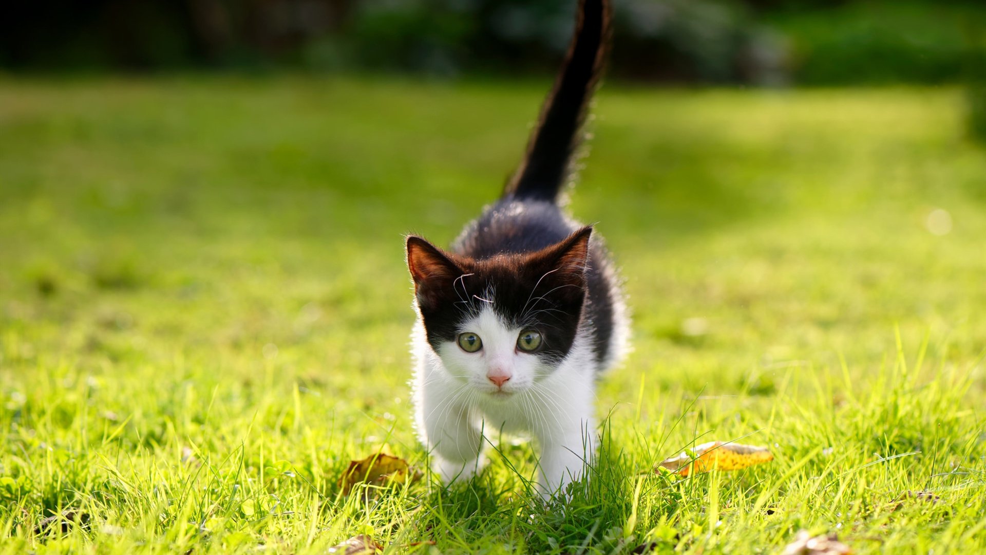 开云体育app-东决关键战之夜，三笘薰个人能力完全展现