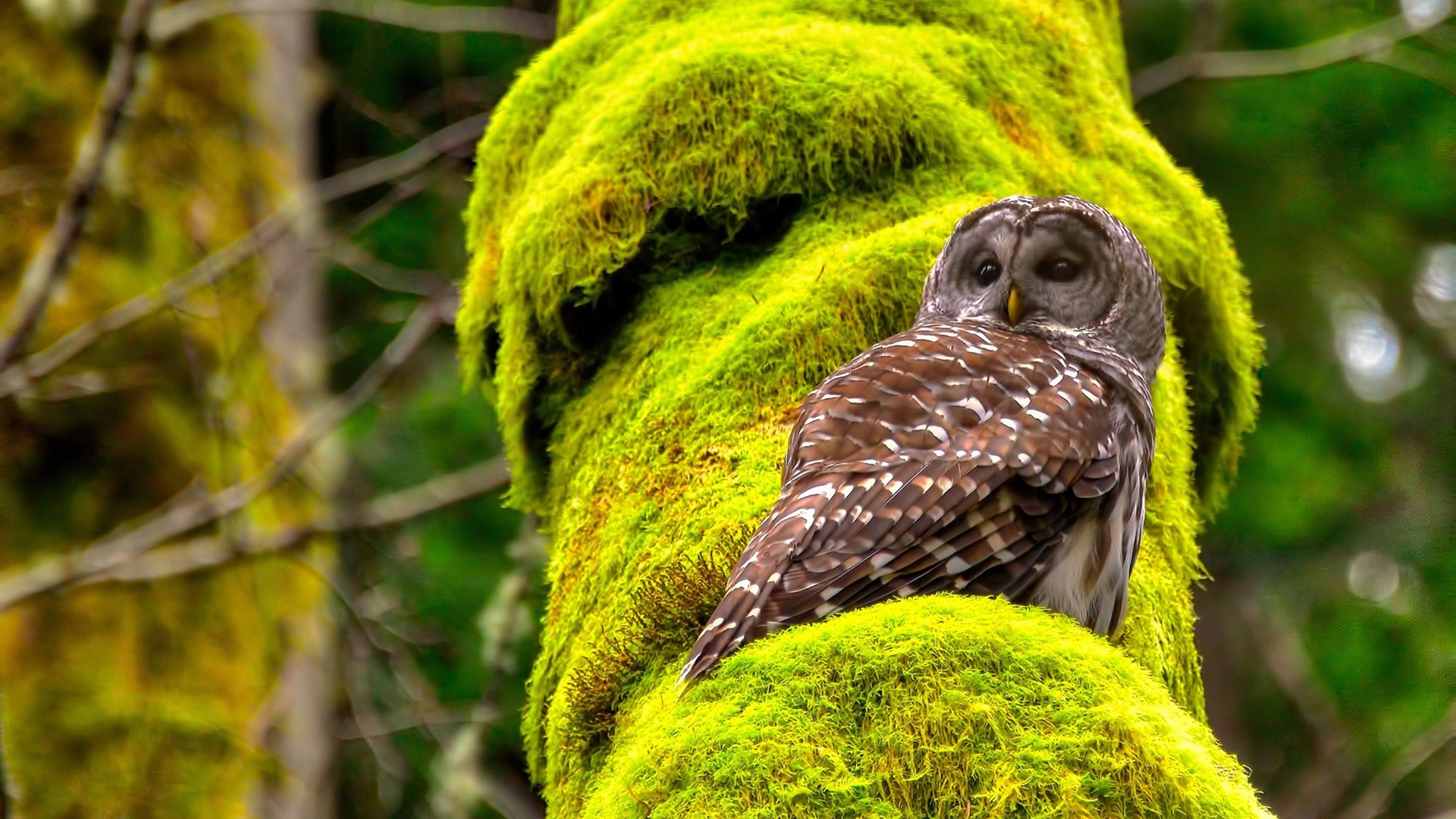 加时鏖战！斯通斯绝杀助澳大利亚险胜瑞士，逆境英雄诞生记