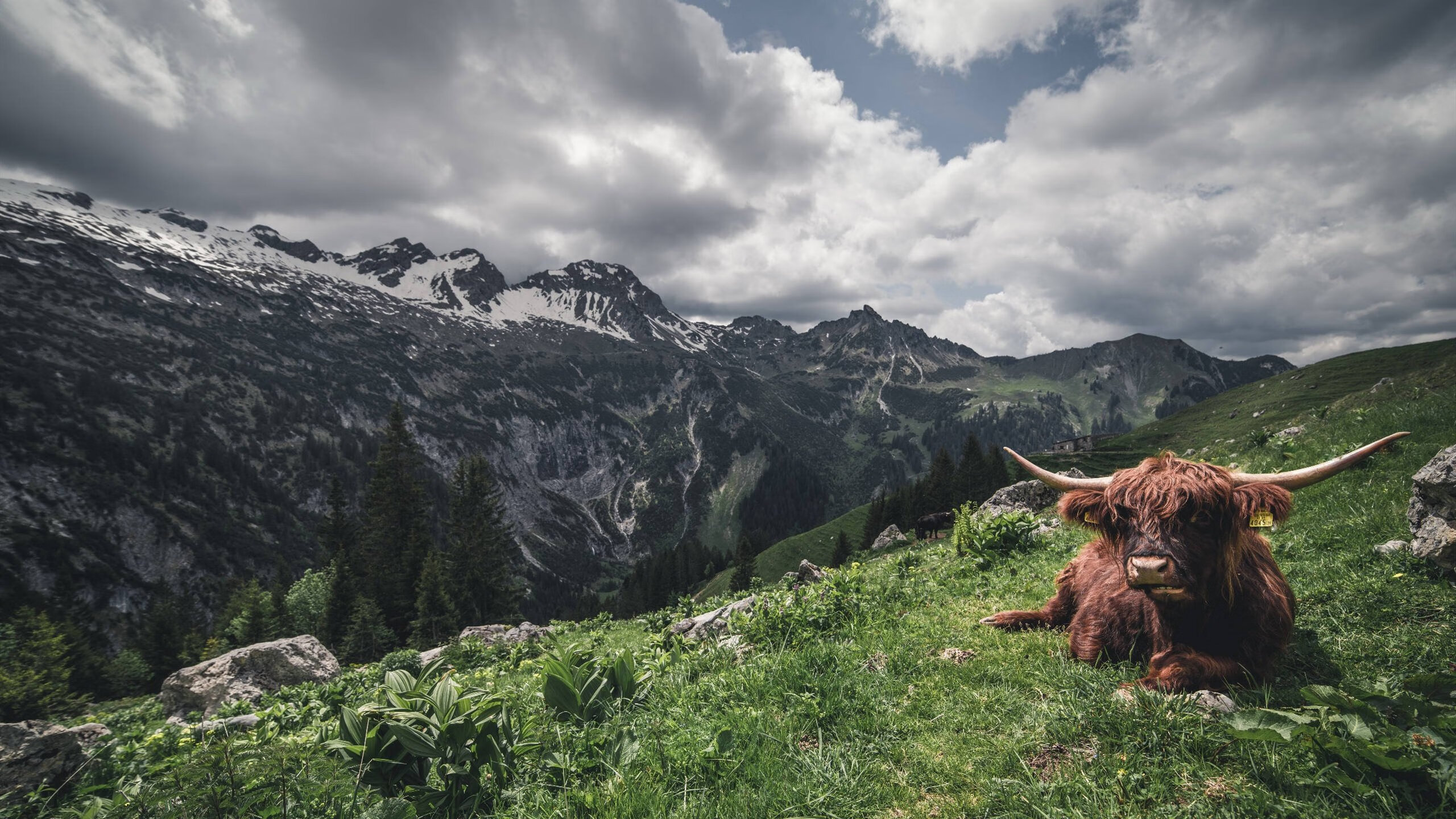 西亚卡姆惊艳四座，灰熊队制霸新疆队迎国际篮球盛宴