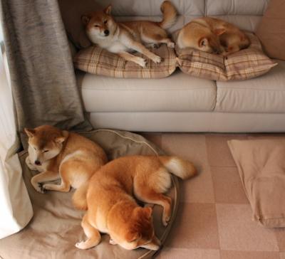 辽宁队压哨绝杀凯尔特人创历史，约基奇状态火热再证MVP实力