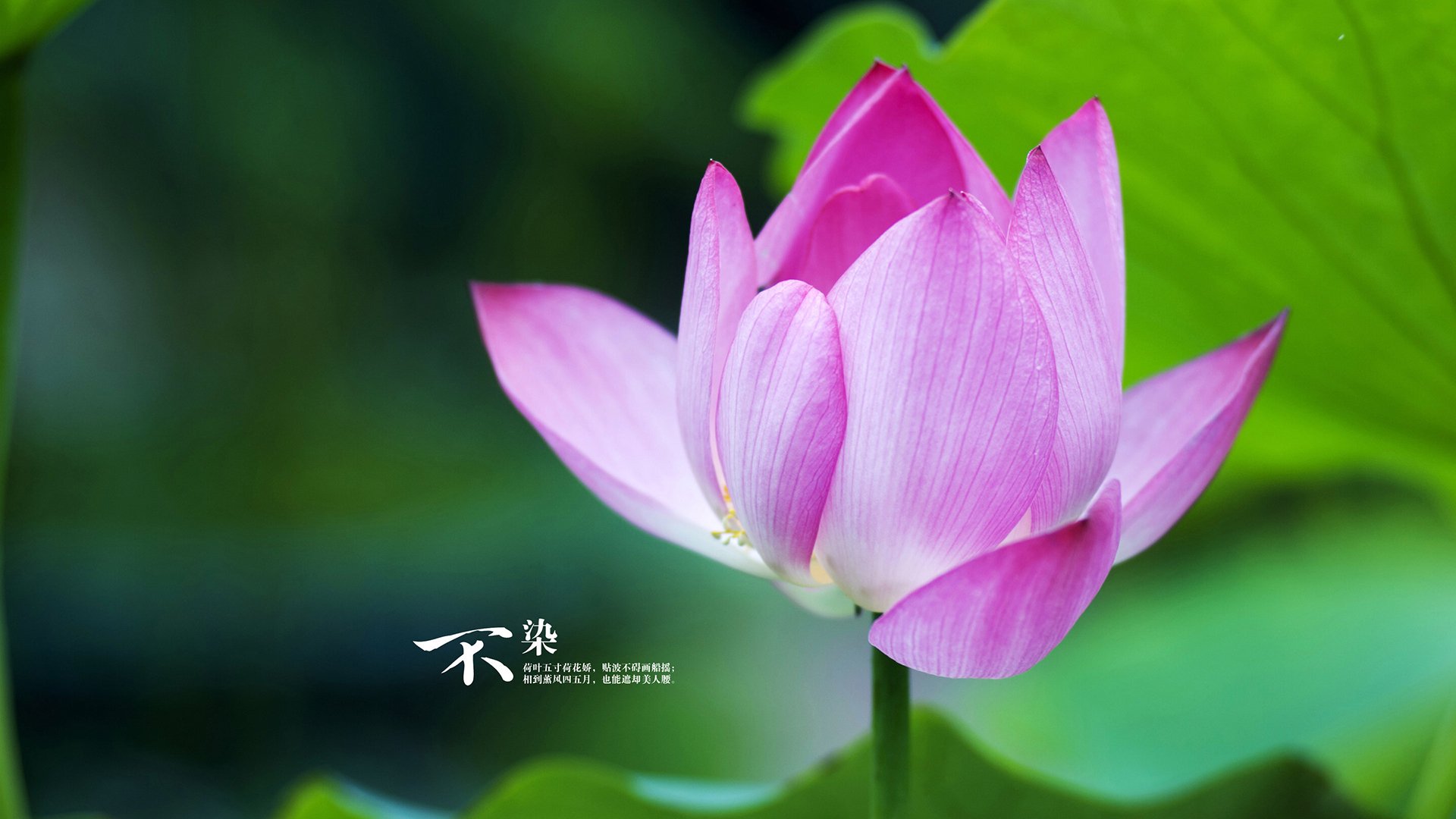 魔笛悠扬,波兰铁骑踏碎加勒比海蓝,2026世界杯F组,莫德里奇荣光闪耀